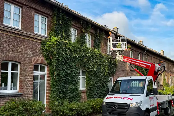 raumgut Mitarbeiter auf dem Steiger vor bewachsener Hauswand. Rückschnitt des Weines 